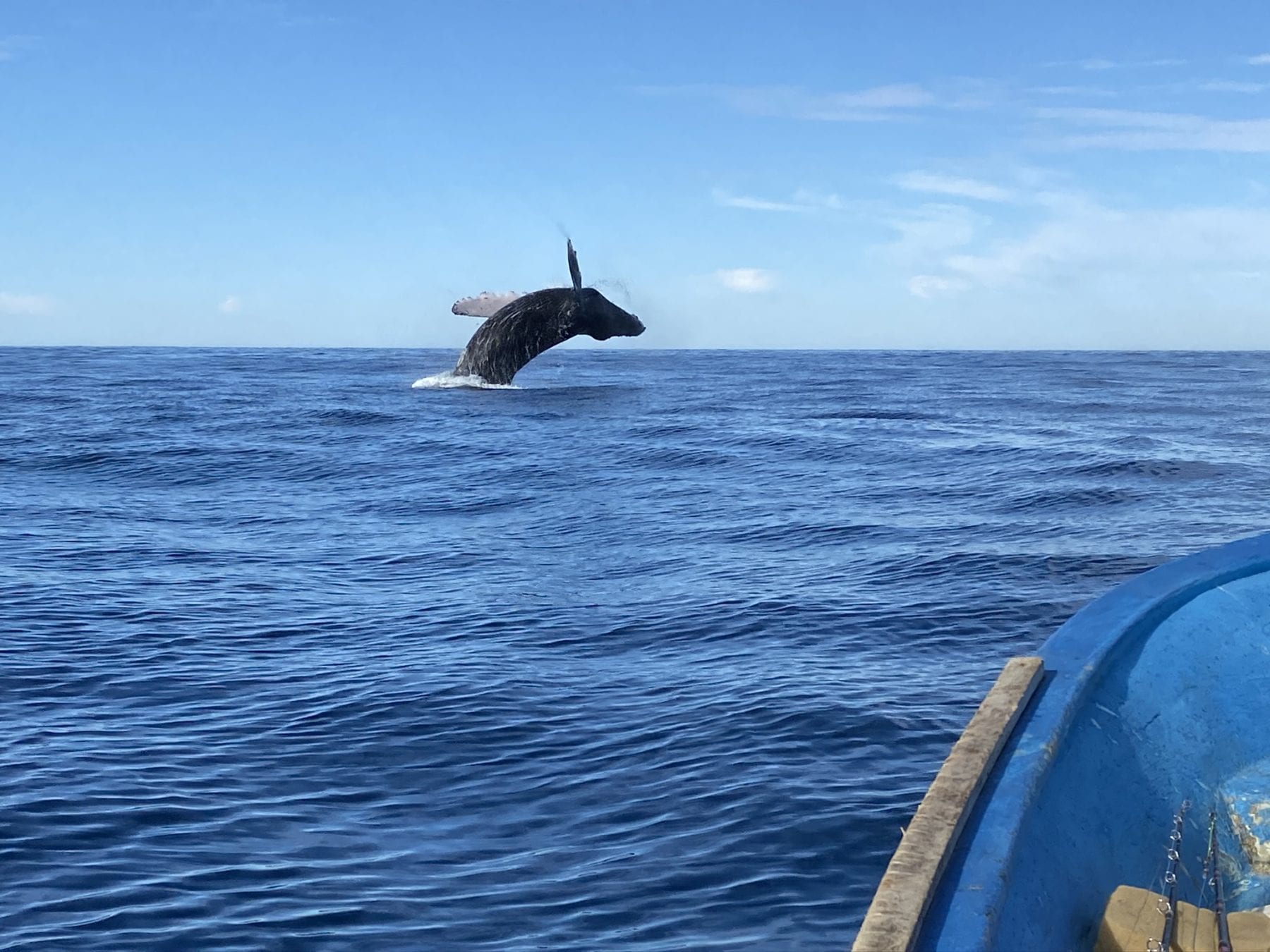 Whale Breaching